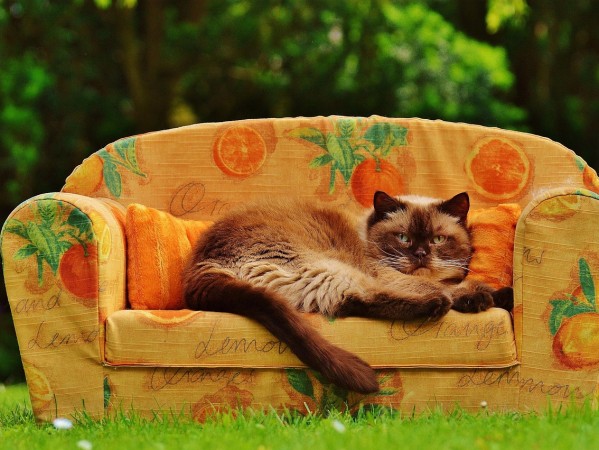 拯救银河系的橘猫是谁啊？我翻了三天资料，终于把这个梗的祖宗十八代扒干净了