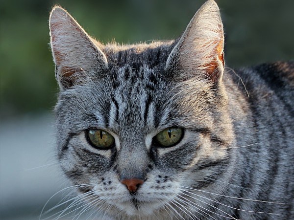 我家猫打翻秤的那天，我突然好奇银河系多重