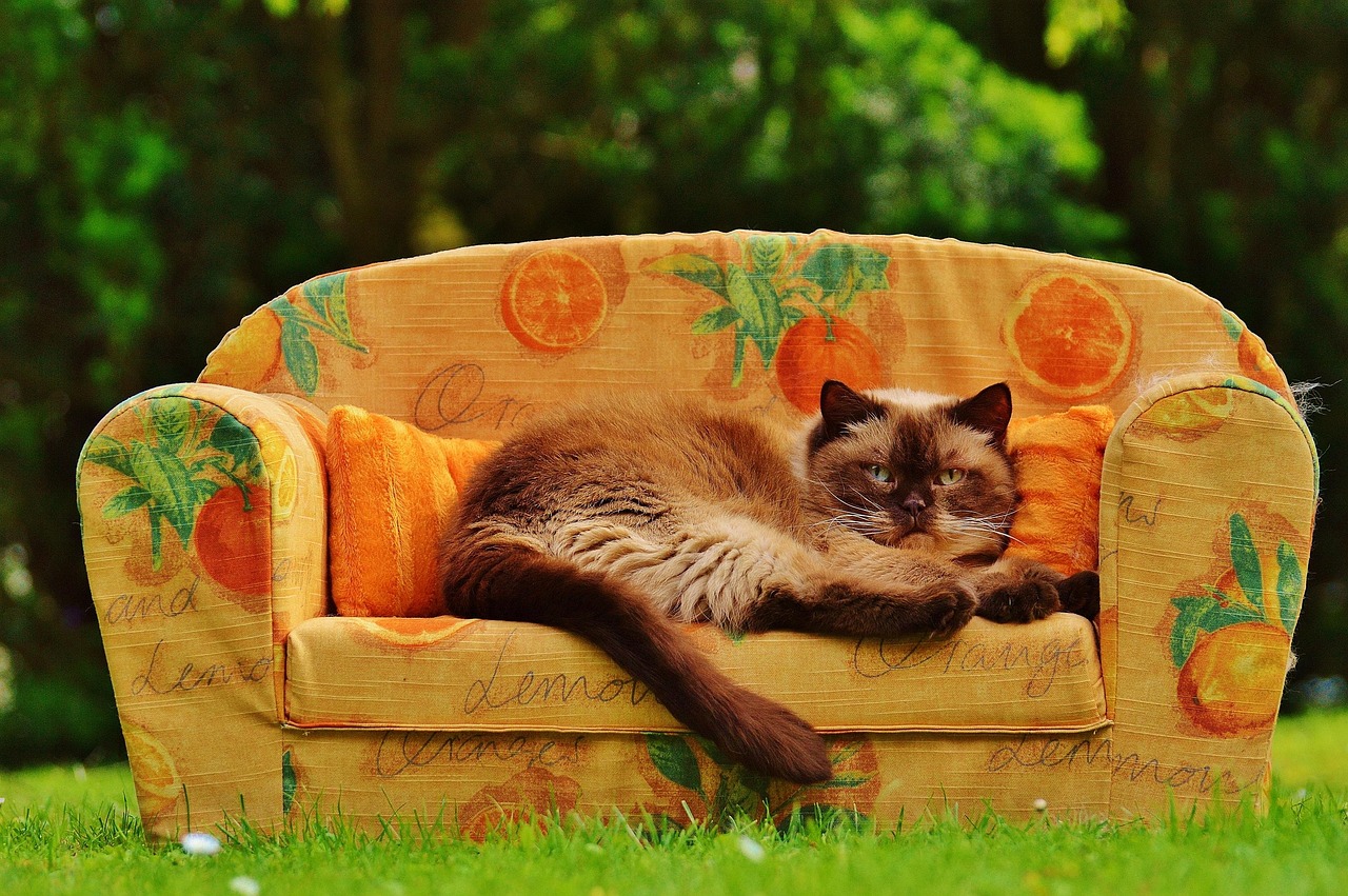 拯救银河系的橘猫是谁啊？我翻了三天资料，终于把这个梗的祖宗十八代扒干净了