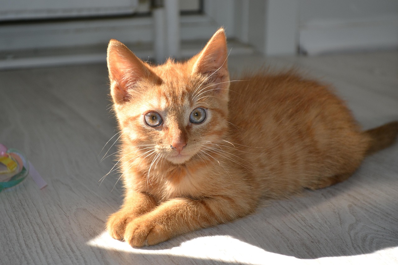 拯救银河系的橘猫是谁啊？我翻了三天资料，终于把这个梗的祖宗十八代扒干净了
