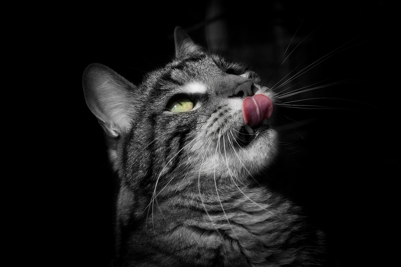 从一只黑猫的眼睛里看见整个银河系