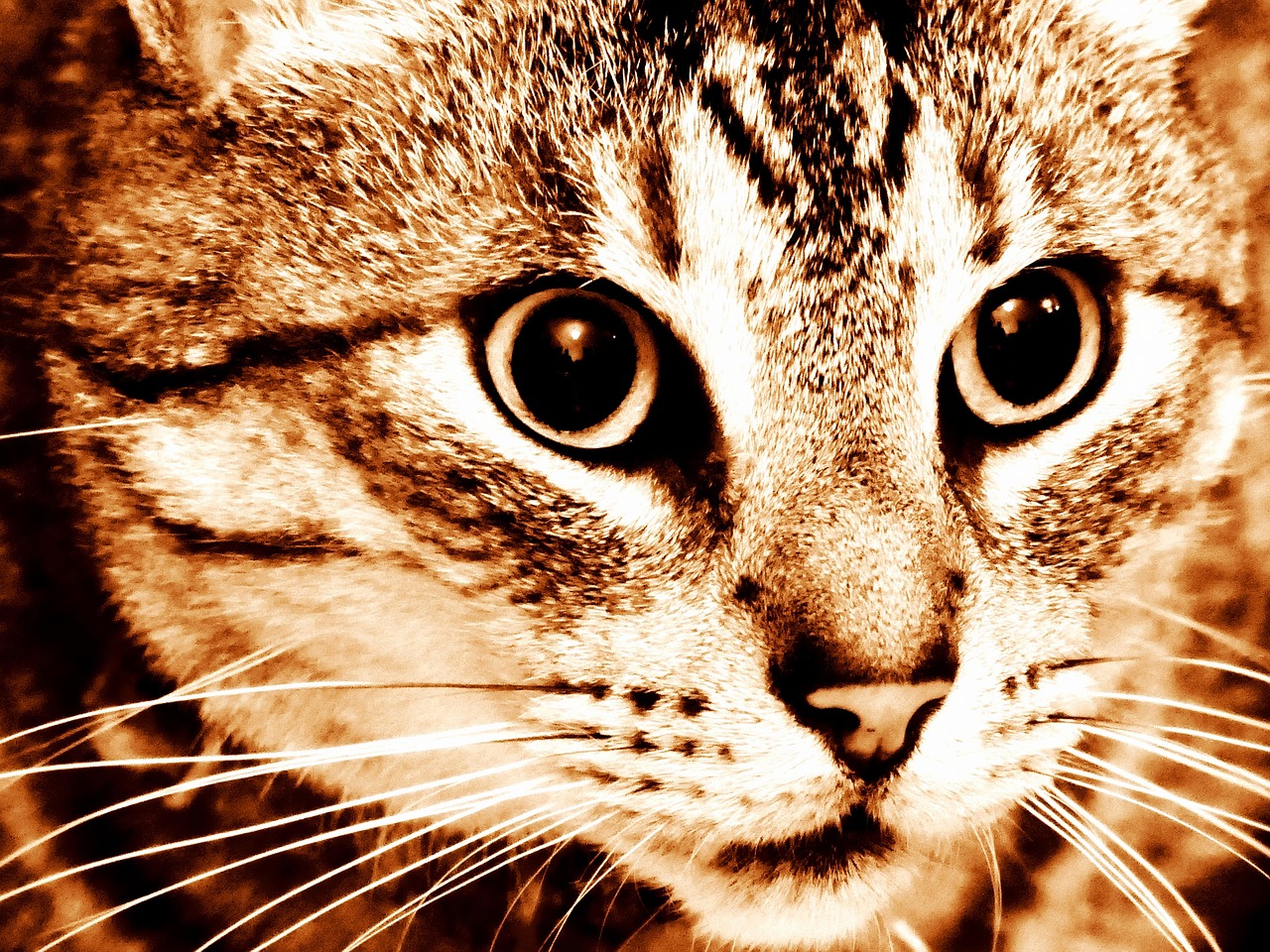 从一只黑猫的眼睛里看见整个银河系