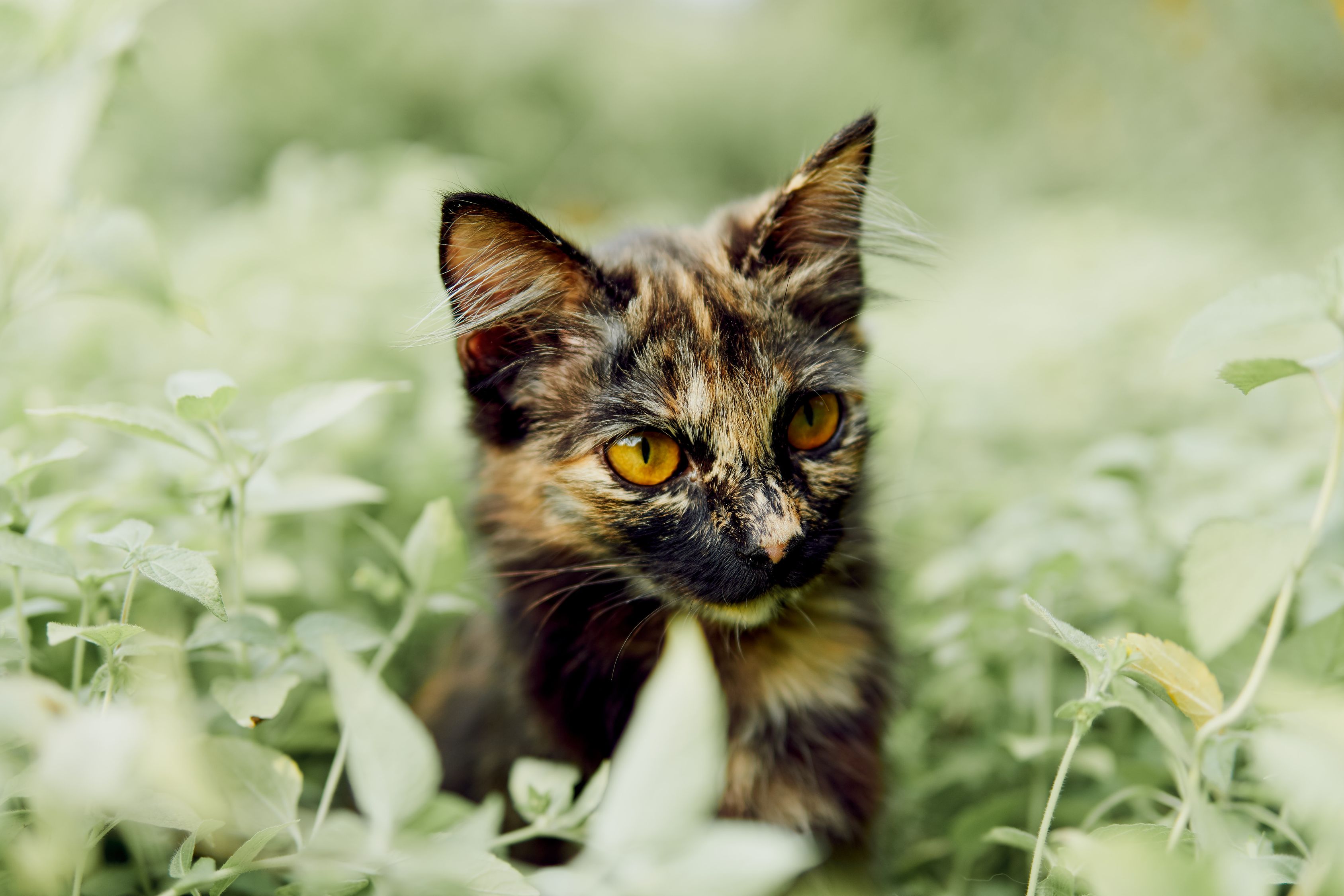 夜里两点，我家的猫戴着一条会说话的项圈