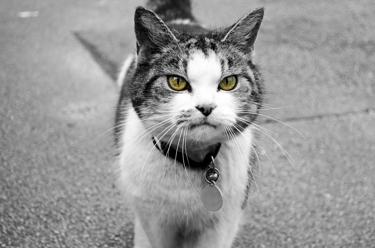 那天在猫咖看见一只猫，名字叫银河系，这到底是什么神仙品种啊