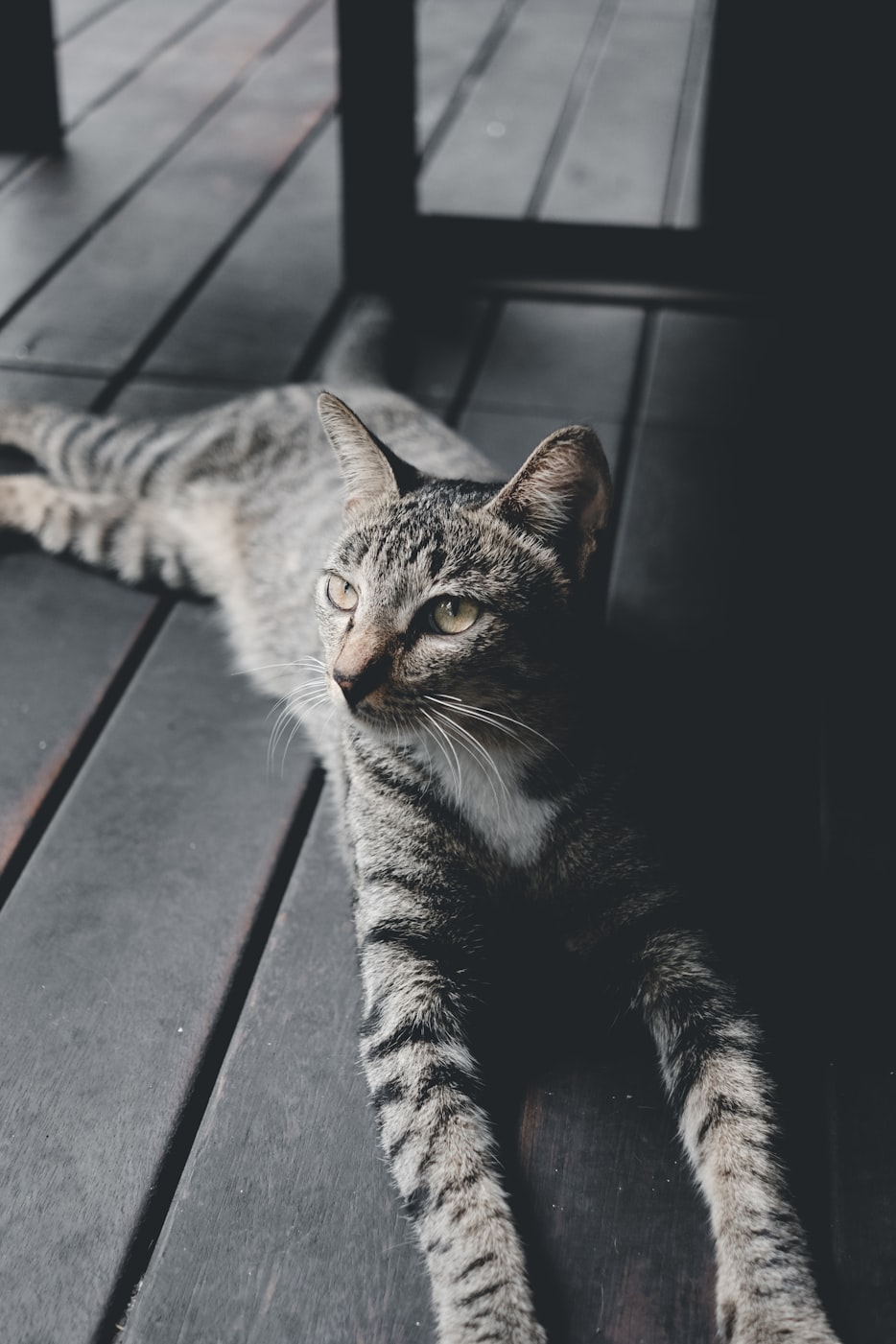 昨晚在阳台晾衣服，我好像看见有人在银河边上遛猫